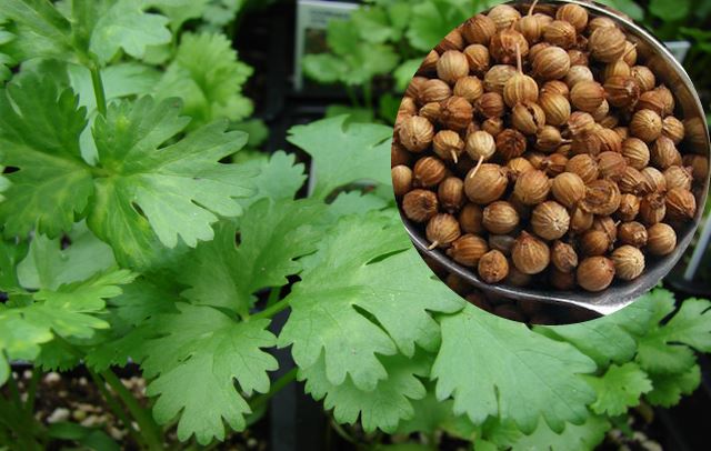 ¿Qué es el cilantro y para qué sirve?