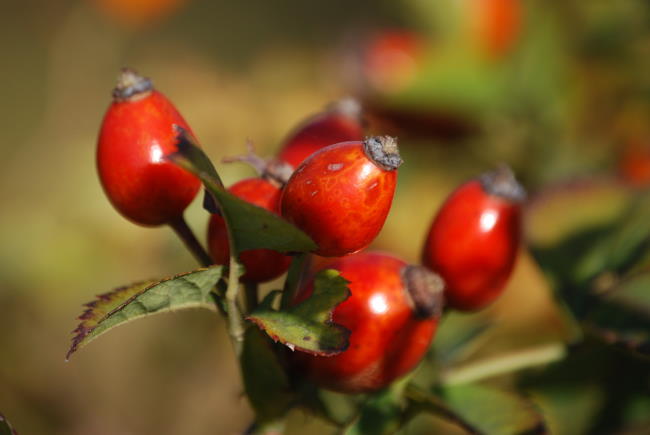 rosa mosqueta propiedades